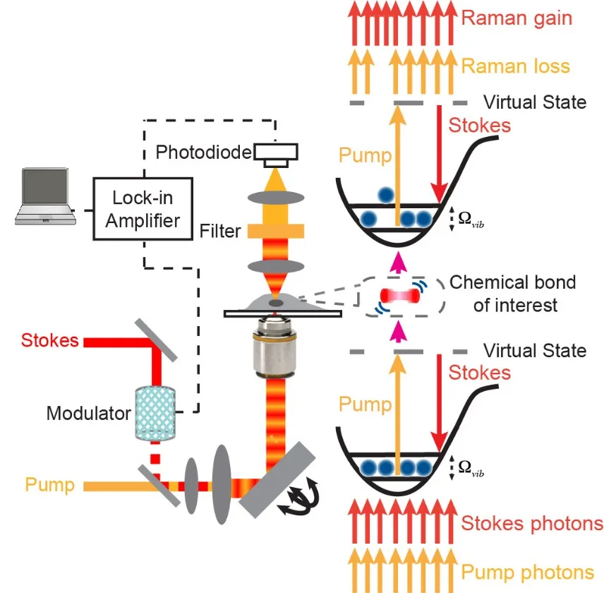 A diagram of the light path of stimulated Raman scattering microscopy for imaging of biological specimens. The signal of the specific frequency of the chemical bond of interest is amplified using a pump and Stokes beam, producing an image.