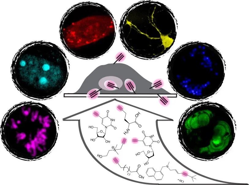 Images of cells with incorporated Raman active probes (alkyne tags) for observation of specific organelles and small biomolecules with SRS.