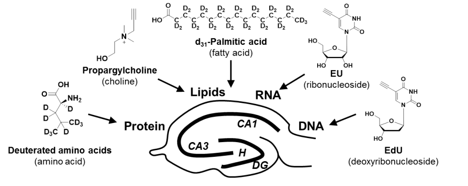 Imaging of brain metabolism with use of minimally labeled and alkyne labeled proteins, lipids, RNA, and DNA.