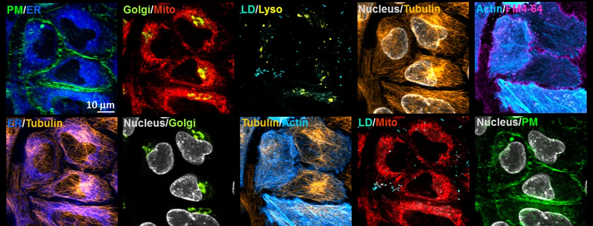 10-color imaging of cells using SRS.