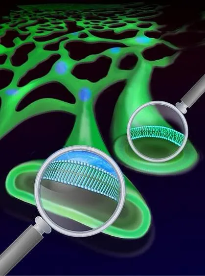 A close look at the lipid bilayer.
