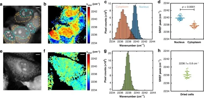 Mapping Water Heterogeneity In Live Cells Gall Im.jpeg