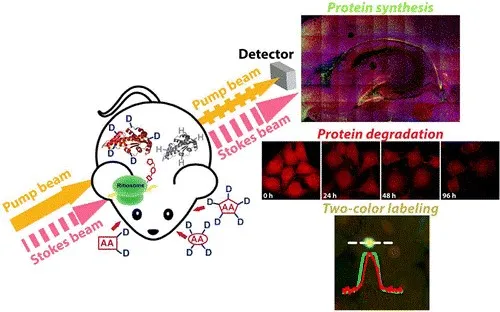 Protein synthesis and degradation observed with SRS imaging through the use of minimally labeled amino acids in the mouse model.
