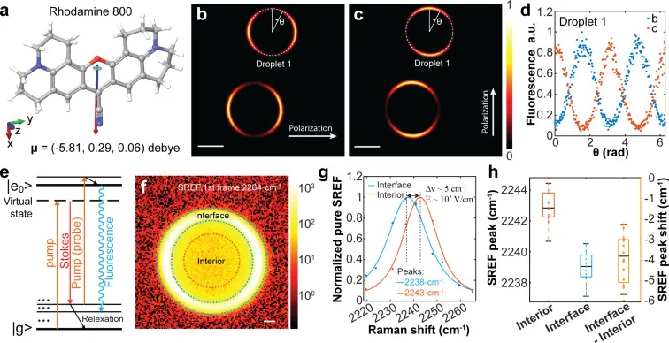 SREF Imaging And Sensing Of Rh800 Inside Water Microdroplets In Oil Gall Im.jpg
