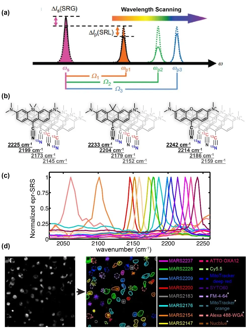 Multiplexed structures of MARS dye palette showing course frequency tuning of the spectral shift by isotope doping. MARS dye image segmentation for cell sorting using discernable peaks in the cell silent region of the spectrum.
