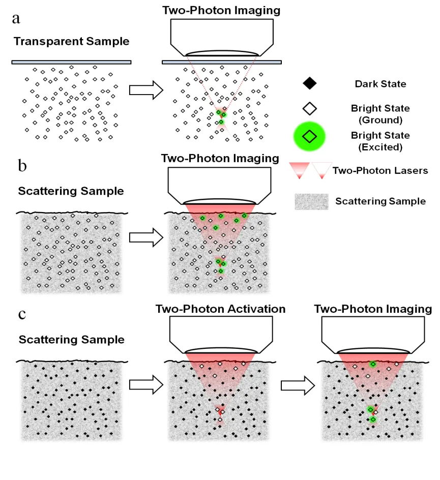 An example of how two-photon imaging mitigates the contribution of molecules outside the depth of interest by selectively inducing an excited bright state of the molecules of interest. 