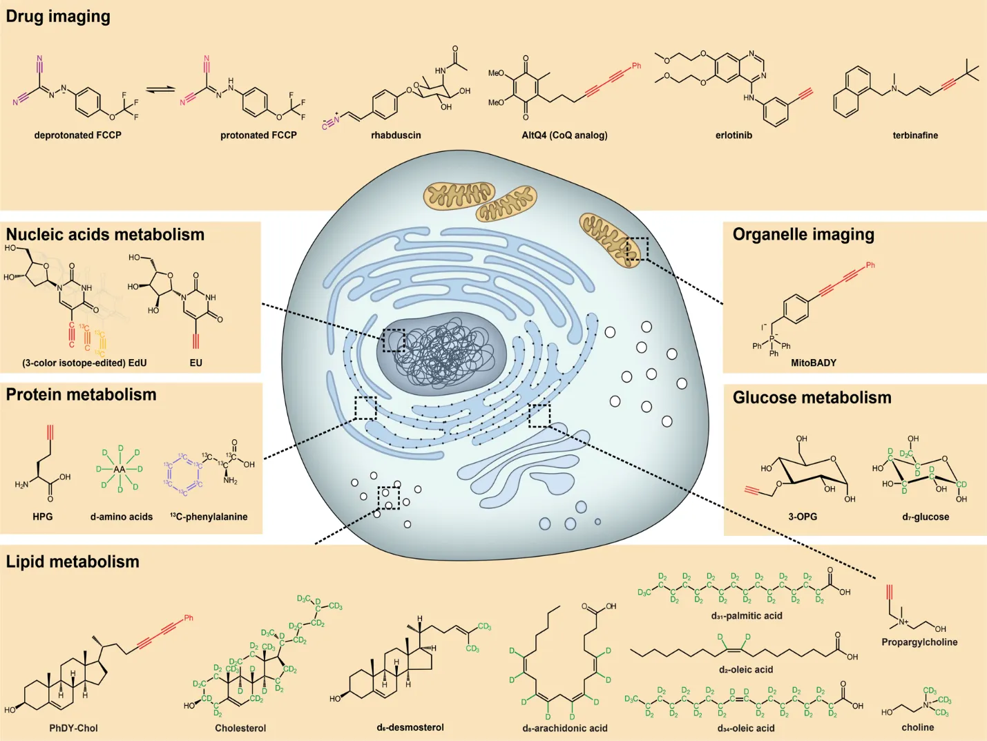 Series of functionalized probes designed for observing drug and metabolic activity, and organelle imaging in cells.